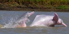 Delfines amazónicos en riesgo de extinción