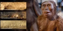 Los parientes evolutivos de los humanos se comían unos a otros