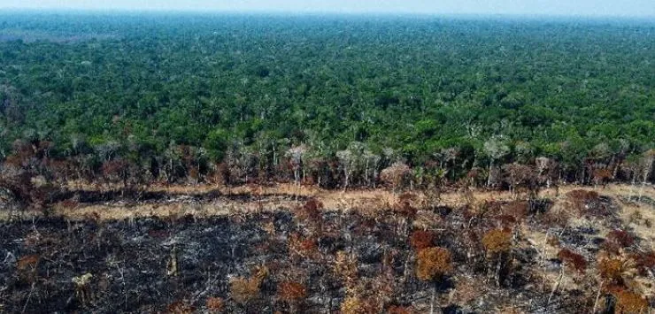 Se pierde una extensión de selva tropical