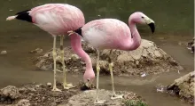 Flamenco andino