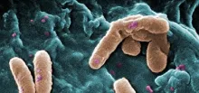 Pseudomonas aeruginosa al microscopio electrónico de barrido, con falso color