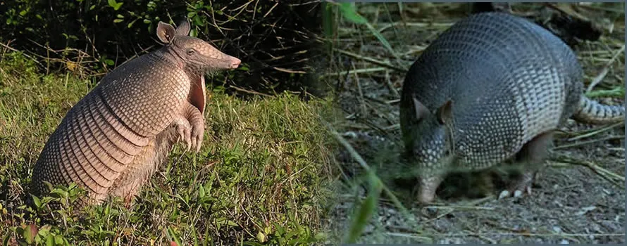Armadillo Gigante