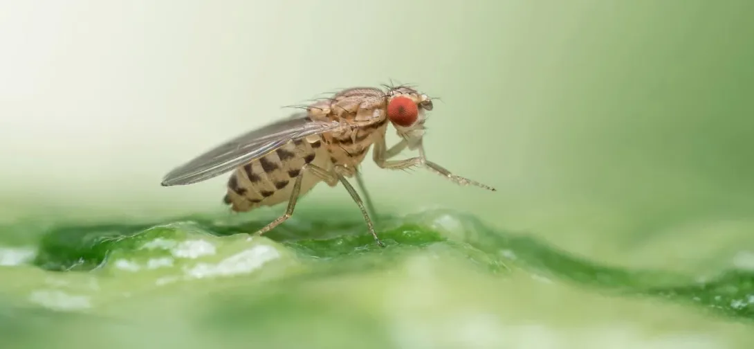 Drosophila busckii puede detectar fuentes de alimentos tóxicas